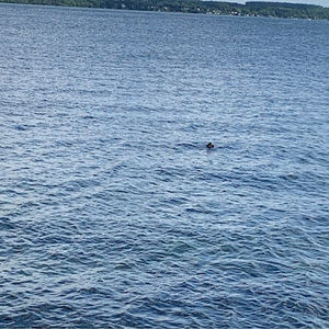 Meet your Posher, Pat